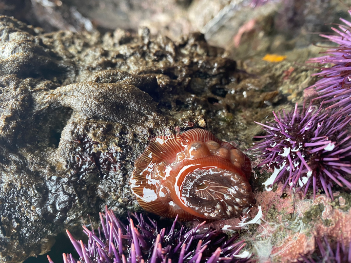 orange anemones and purple sea urchins at the tideline